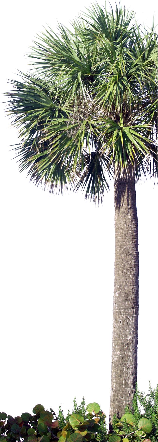 0 palm P2240022a