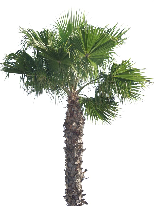 0 palm P2243514a