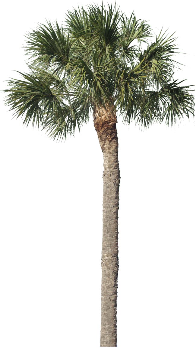 0 palm P2243520a