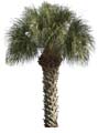 0palm7 P2253951b