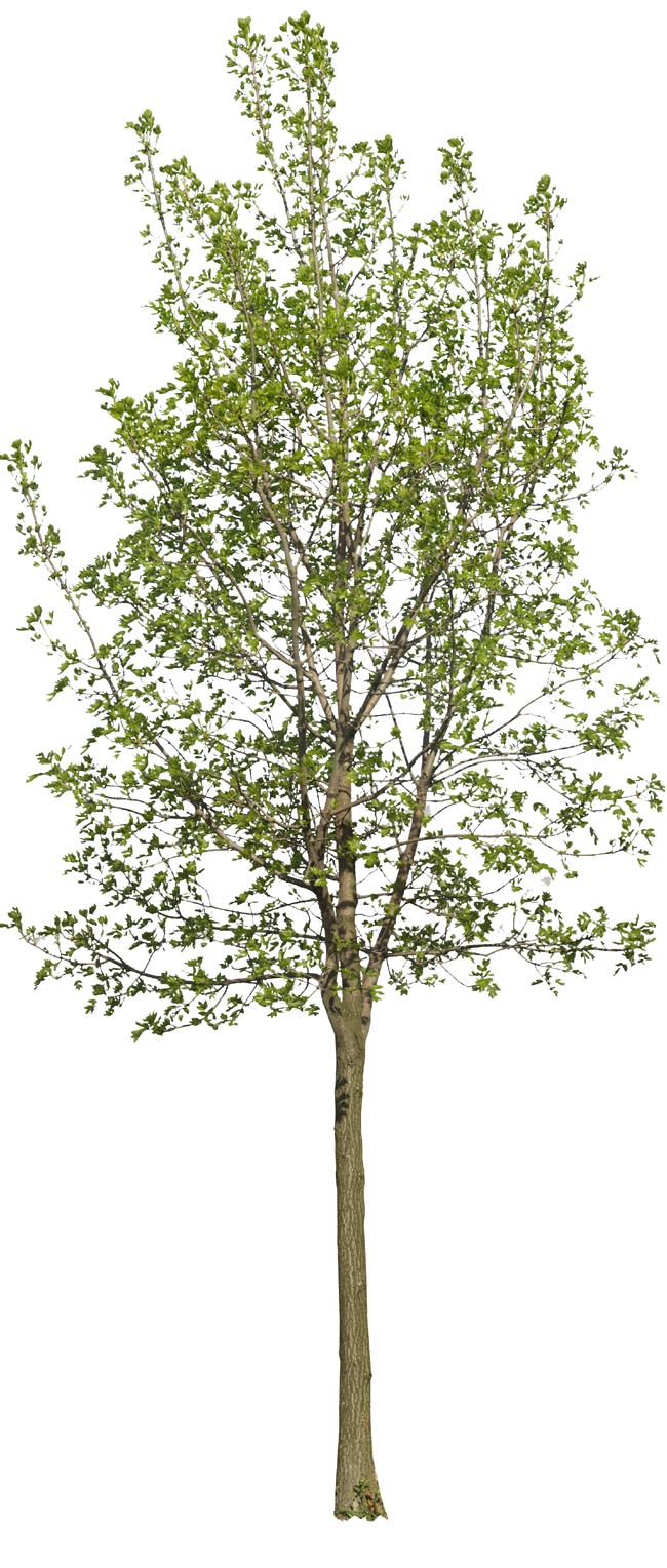 tree33